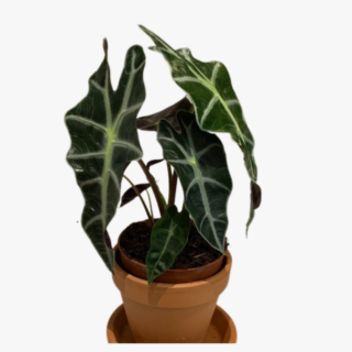 Alocasia Amazon