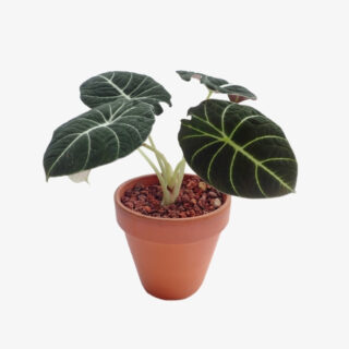 Alocasia Black Velvet