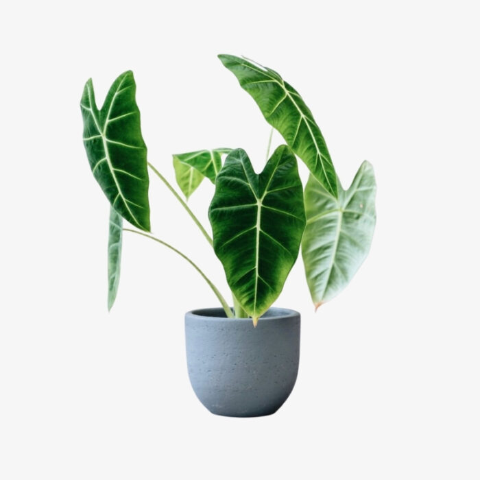 Alocasia Frydek