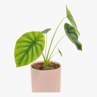 Alocasia Green Shield