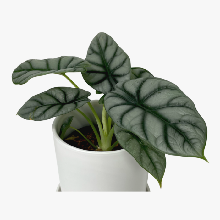 Alocasia Silver Dragon plant