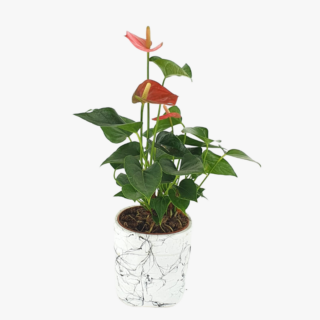 Anthurium Andraeanum Plant
