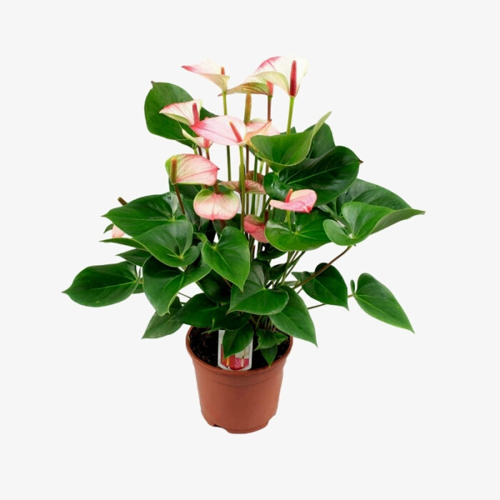 Anthurium Andr Sweet Dream