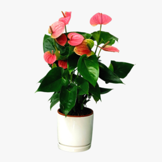 Anthurium Pink 1