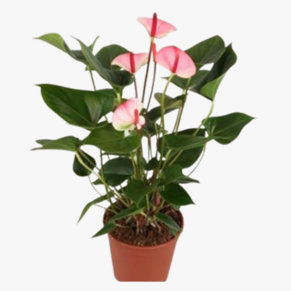 Anthurium Princess Amalia Elegance Plant