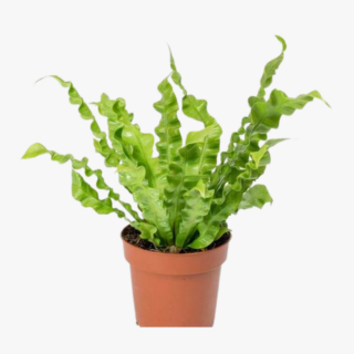 Asplenium Nidus Crispy Wave 1