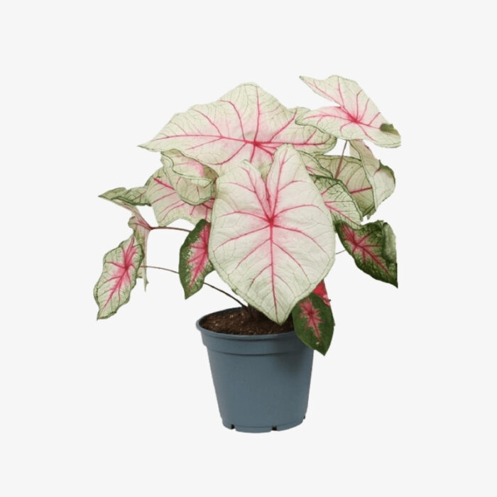 Caladium white 1