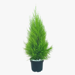 Cupressus macrocarpa plant