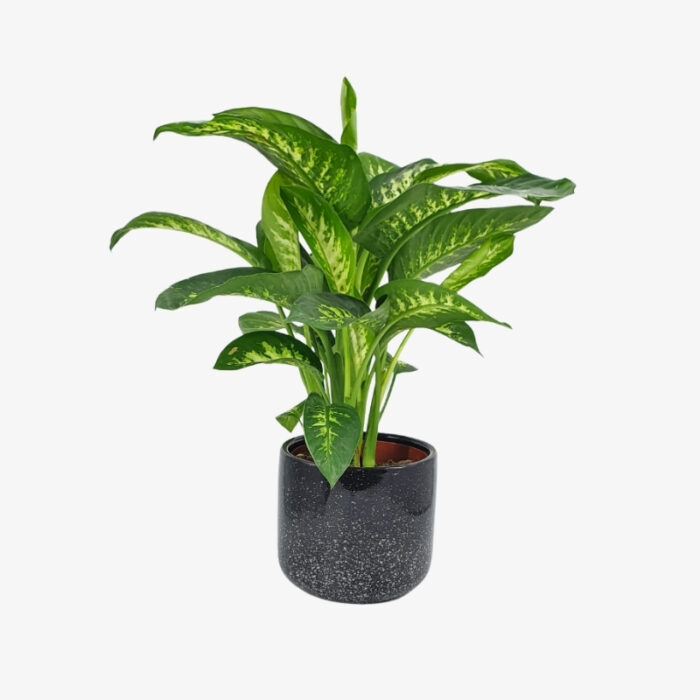 Dieffenbachia Super Tropic