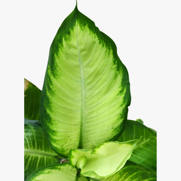 Dieffenbachia White Flame leave