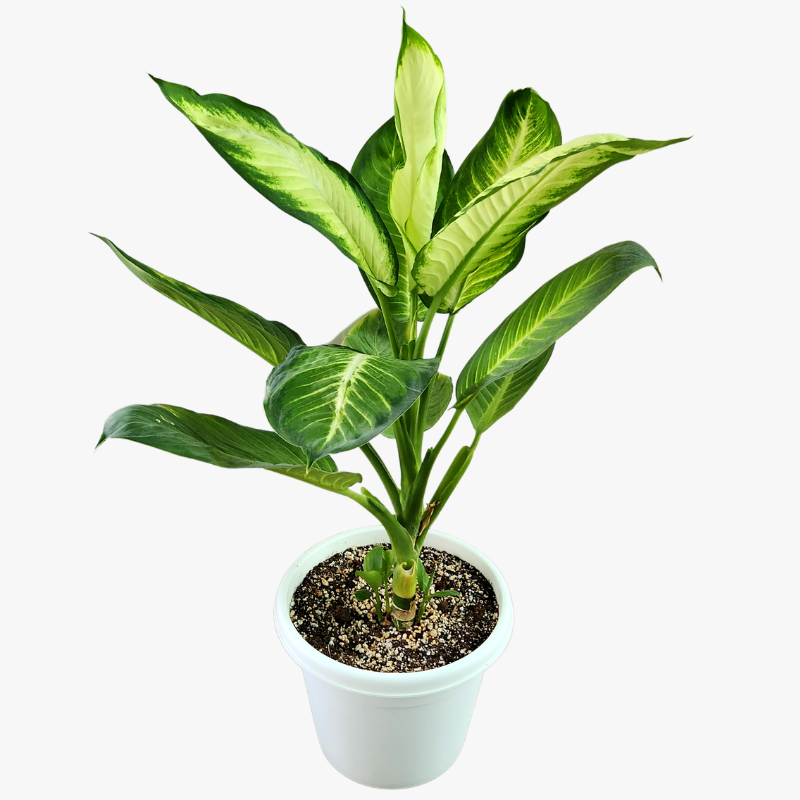 Dieffenbachia White Flame