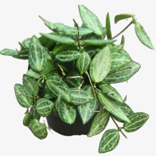 Dischidia Nummularia Plant