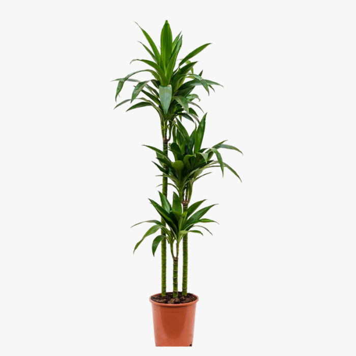 Dracaena Janet Craig