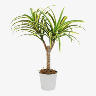 Dracena Yellow Coast