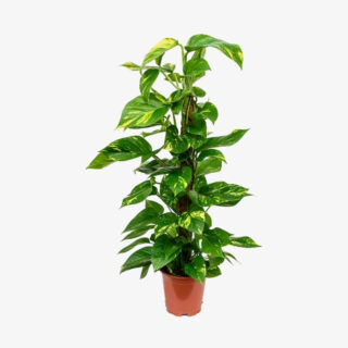 Epipremnum Aureum Mosstok L