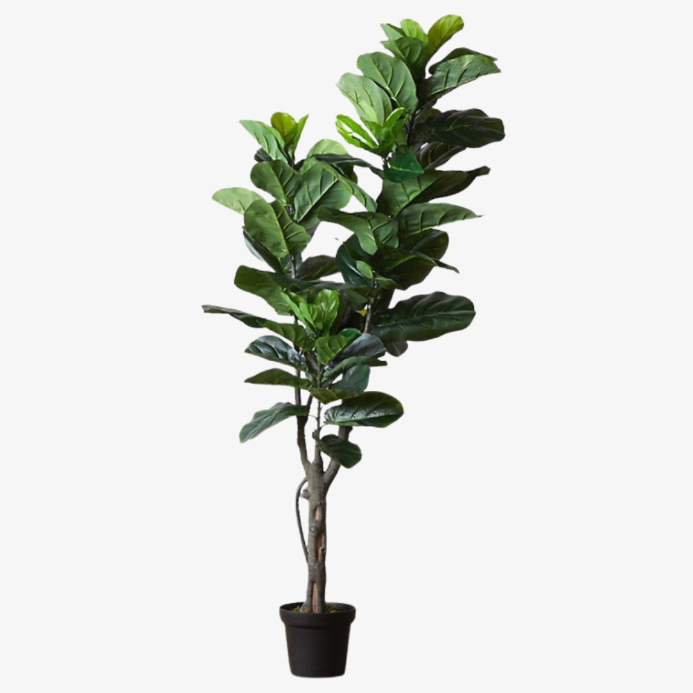 Ficus Lyrata Plant