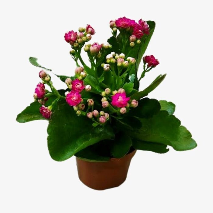 Kalanchoe Plant