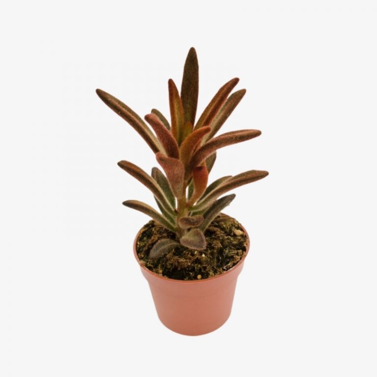 Kalanchoe Tomentosa Brown | Panda Plant | Halaplants.ae