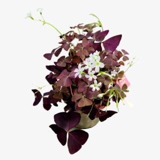 Oxalis Triangularis