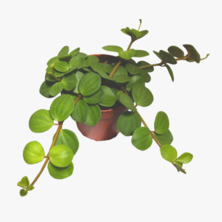 Peperomia Isabella 1