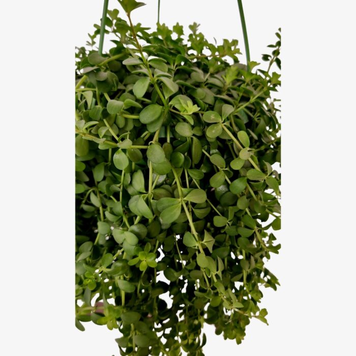 Peperomia Rotundifolia