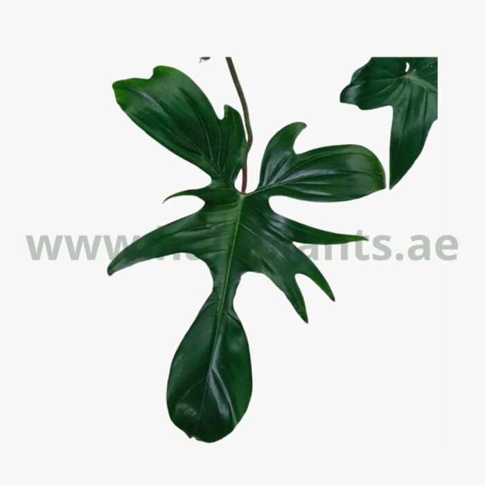 Philodendron Green Dragon Leaf