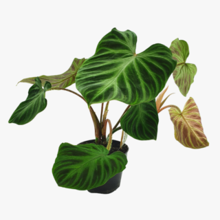 Philodendron Verrucosum