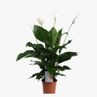 Spathiphyllum Sweet Sebastiano