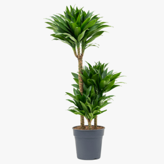 Dracaena compacta (dragon tree)