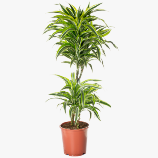 Dracaena Lemon Lime