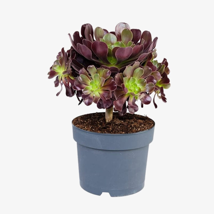 aeonium nigrum 1