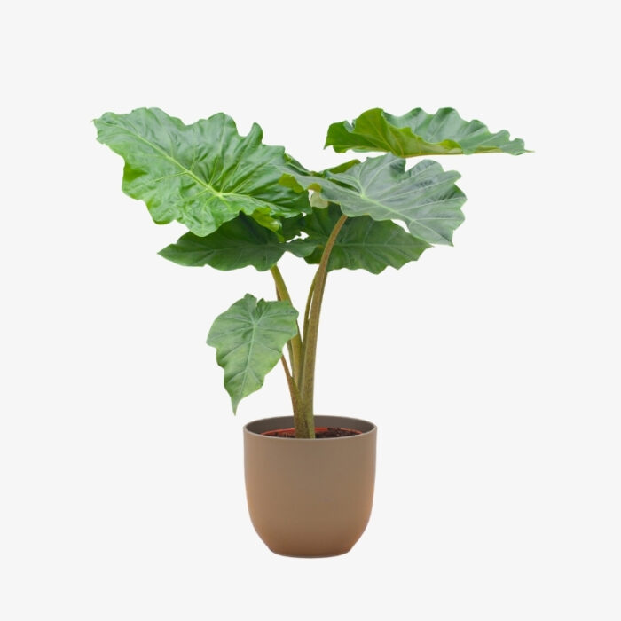 alocasia portodora