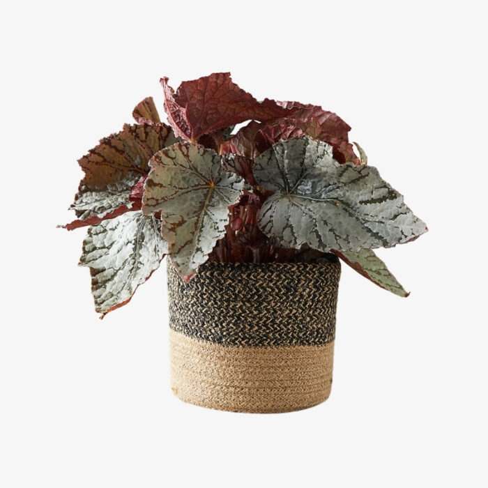 Begonia Painted Leaf Rex Plant