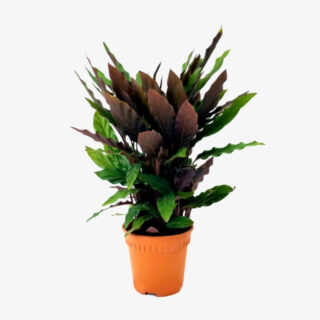 calathea rufiriba