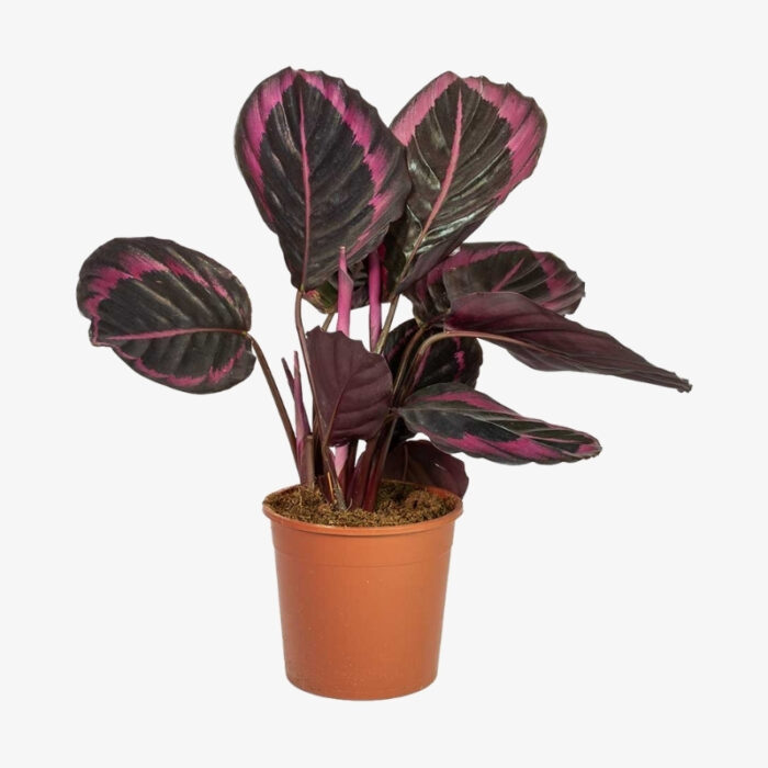 calathea superstar