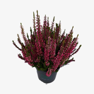 calluna vulgaris