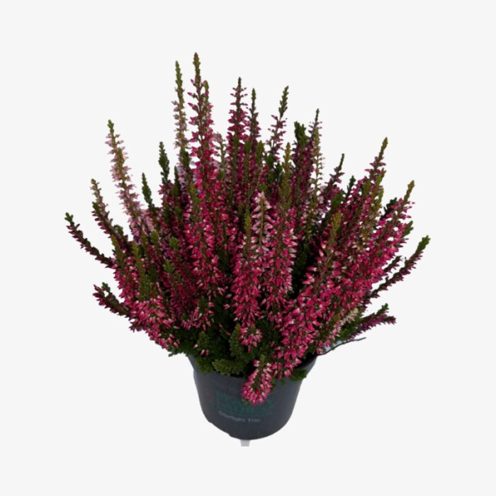 calluna vulgaris