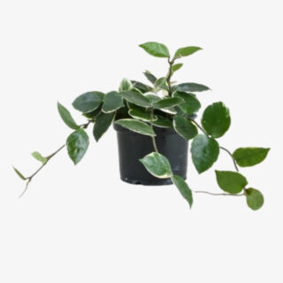 Hoya Krimson Princes plant