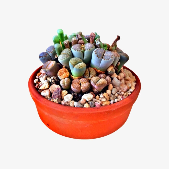 lithops living stone plants in pot