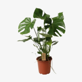 monstera