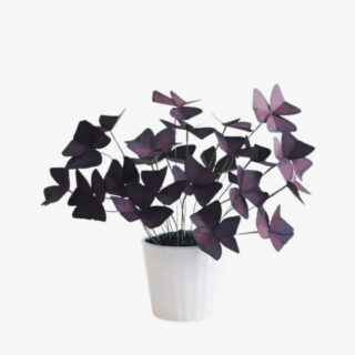oxalis