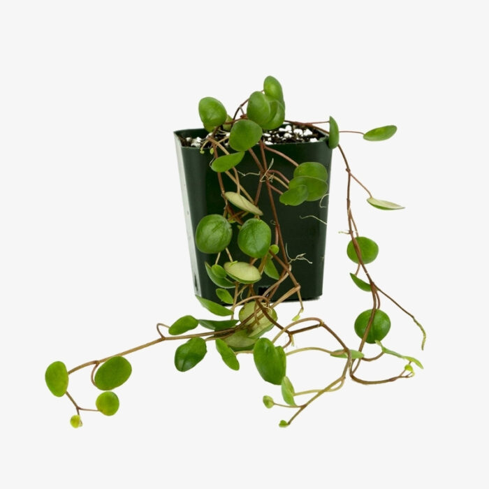 peperomia pepperspot