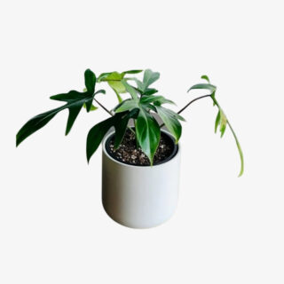 philodendron florida ghosht