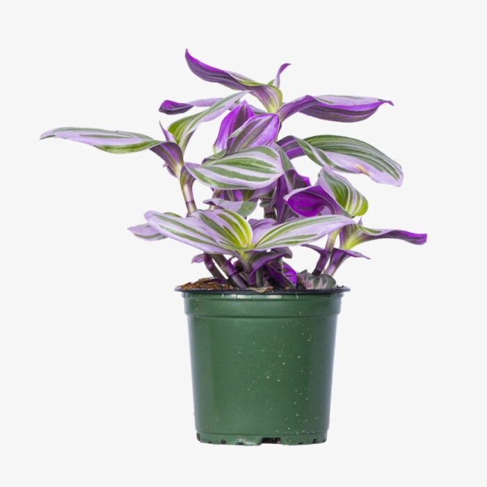 tradescantia nanouk