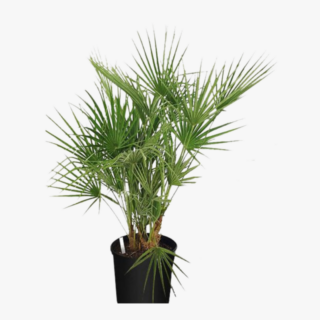 Chamaerops Humilis 22