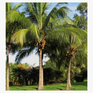 Coconut Tree 1