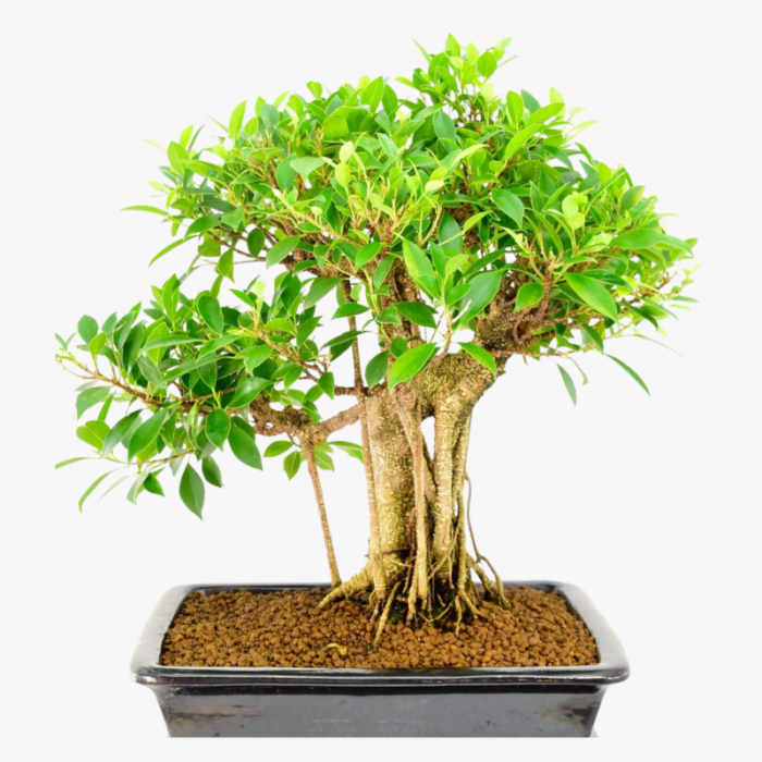 Ficus Bonsai Arial root