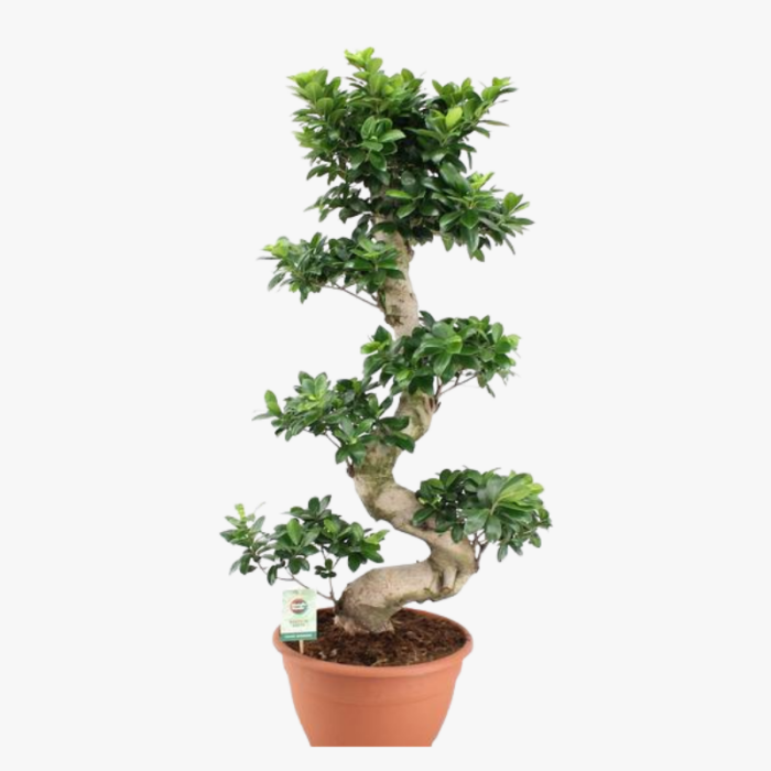 Ficus Microcarpa Bonsai 3 1
