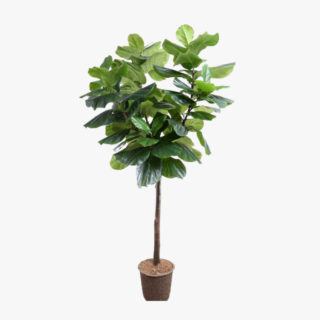 Fig Ficus Carica