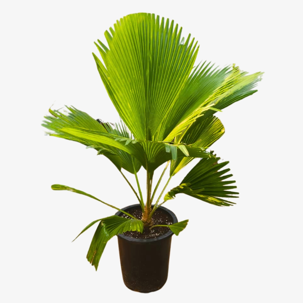 Fiji Fan Palm